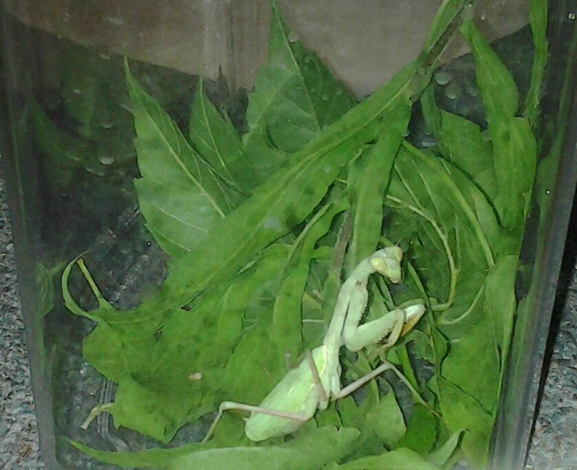 Majesty, stagmomantis limbata