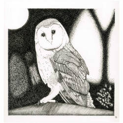 Owls #1