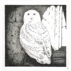 Owls #3