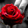 red rose05