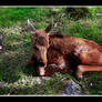 Baby moose