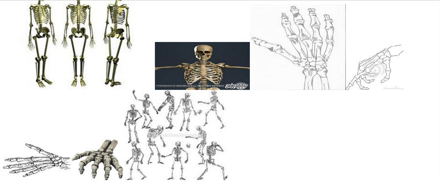 Skeleton reference! by reaper222ofdarkness on DeviantArt