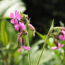 Silene dioica