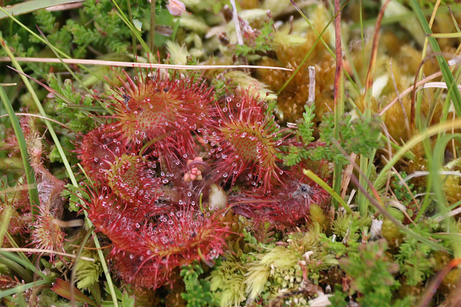 Drosera rotundifolia