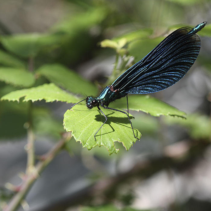 Calopteryx Virgo Male By Riznica On DeviantArt calopteryx-virgo-male-by-riznica-on-deviantart