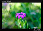 Little Flower by BreakFreePhotography