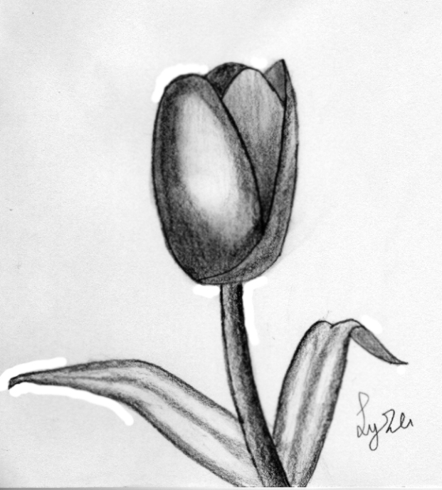 a tulip