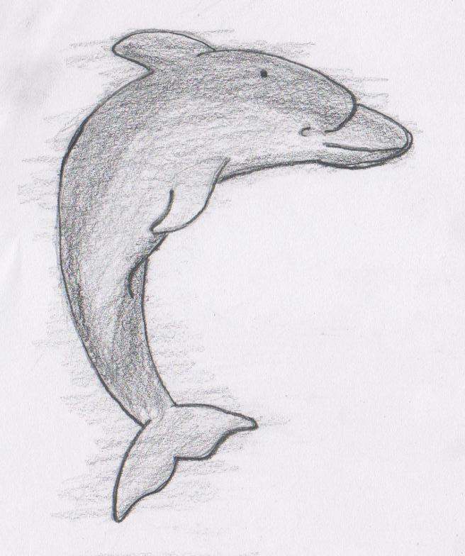 a dolphin