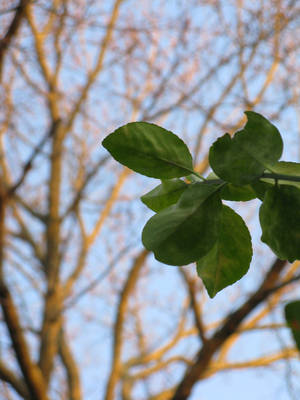 leaves