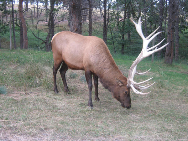 Elk Stock