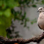 Streptopelia decaocto (01)