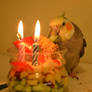 Happy 2nd hatchday Loofy!!!!