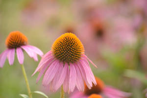 Pink Flowers 3 ^.^ by unipeingshrdragie Pink Flowers 3 ^.^ by unipeingshrdragie