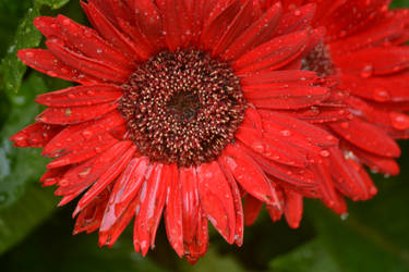 Red Flowers :) ^.^