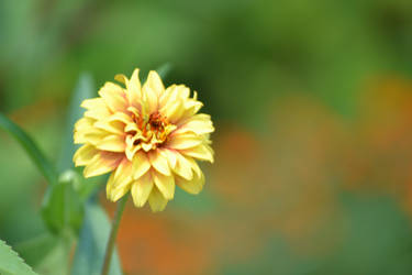 Little Yellow Flower :D