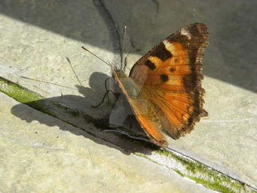 Hot Springs Butterfly