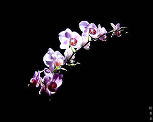 purple orchid