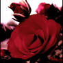 Old red rose II