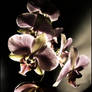 Orchid- time and light