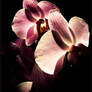 double look Orchid
