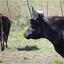 Camargue bull