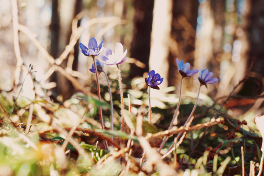 Spring blossoms