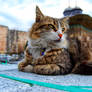 III. Ahmet Fountain cat