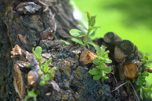 Vegetation on the tree