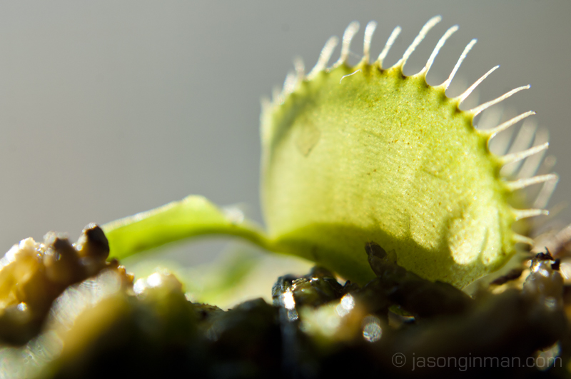 Flytrap 2 by JasonGinman on DeviantArt