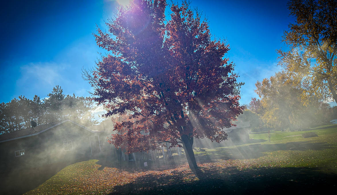Smokey Tree Of Life by weber609 on DeviantArt