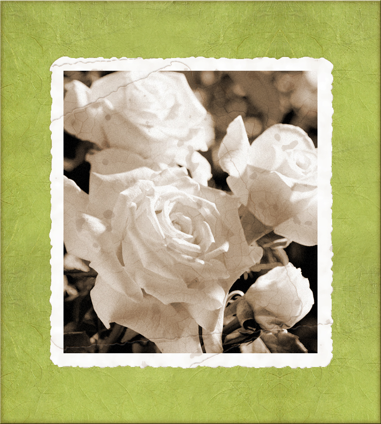 vintage roses