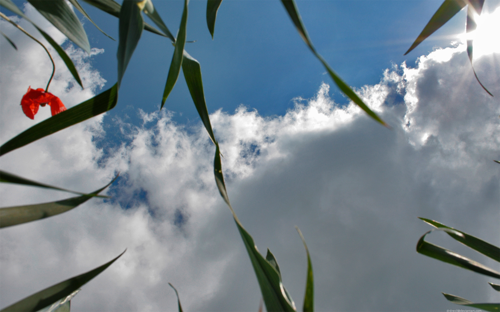 Bed Of Grass