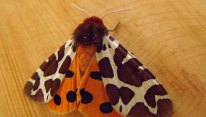 cma moth