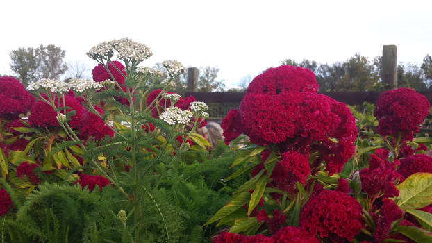 Garden Flowers