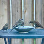 Backyard birding