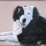 Border Collie Portrait