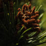 dwarf pine