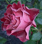 Rose cultivar Barbara