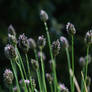 Sesleria skalna - sesleria caerulea