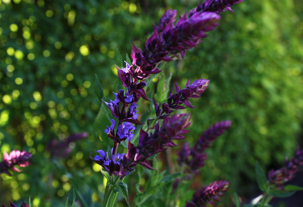 Salvia nemorosa by m-gosia Salvia nemorosa by m-gosia