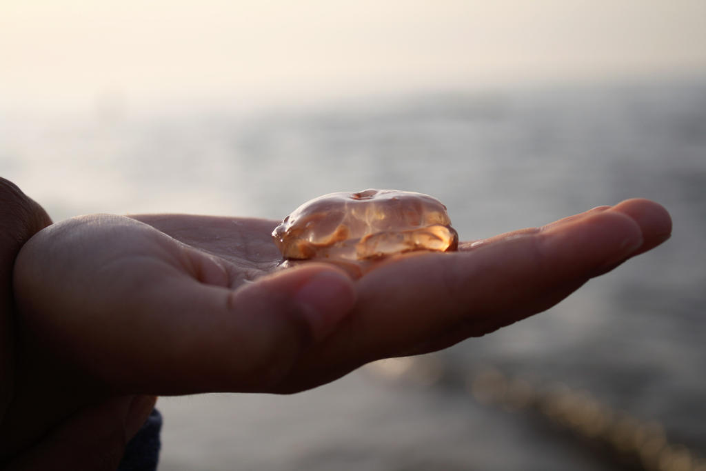 Jellyfish -The Baltic Sea