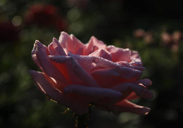 Queen of flowers