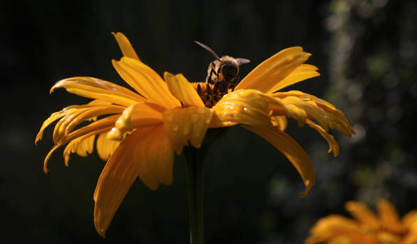 Insect flower