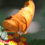 Gulf Frit Butterfly Close Up