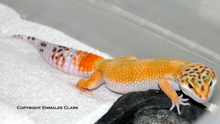 A Leopard Gecko Pose