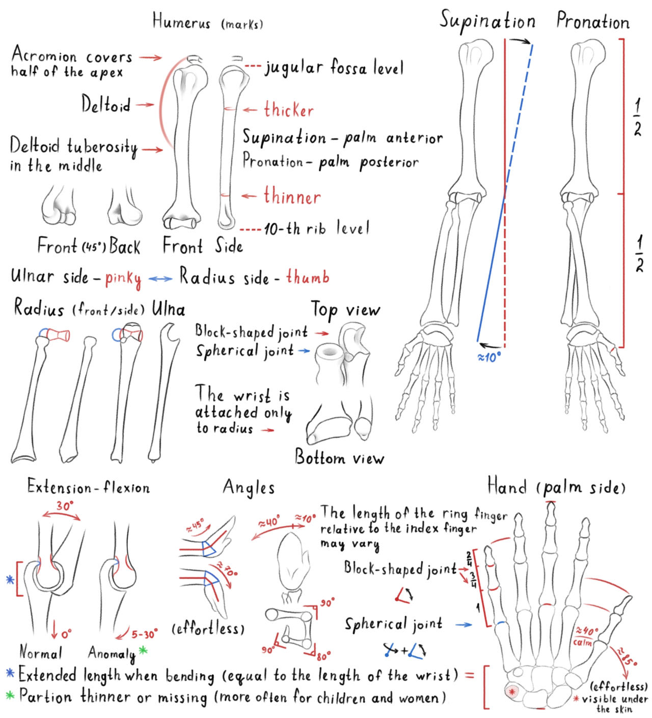 Learning Basic Anatomy Basic anatomy practice 5 by BeakClaude on DeviantArt