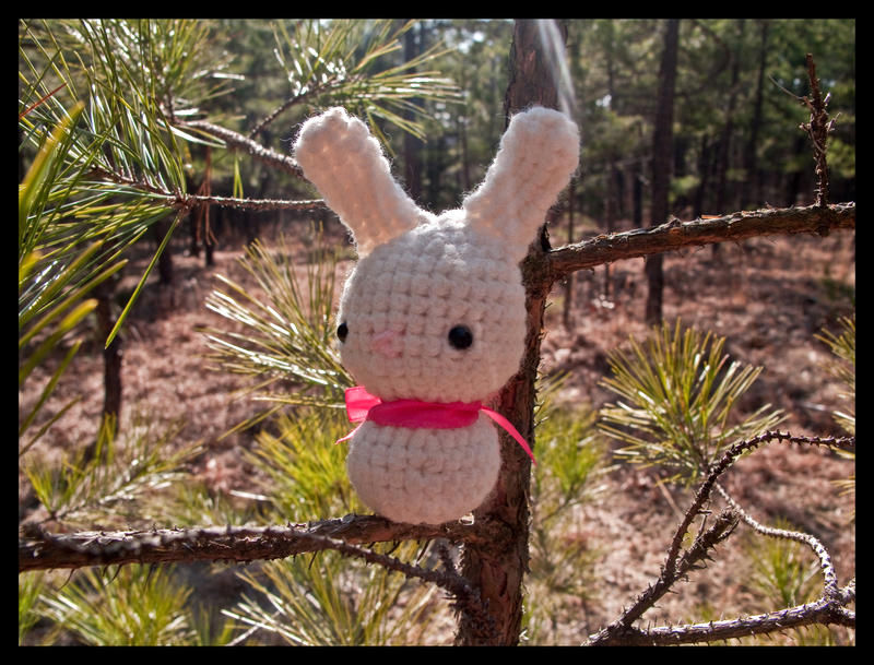 Outback Bunny..