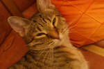 my youngest cat by carrolsmith