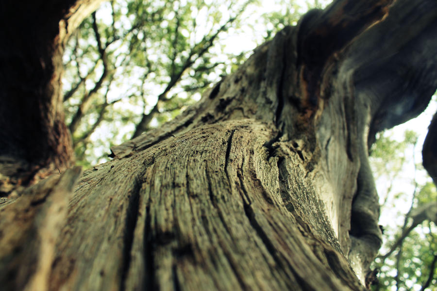 Tree close up