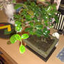 my bonsai